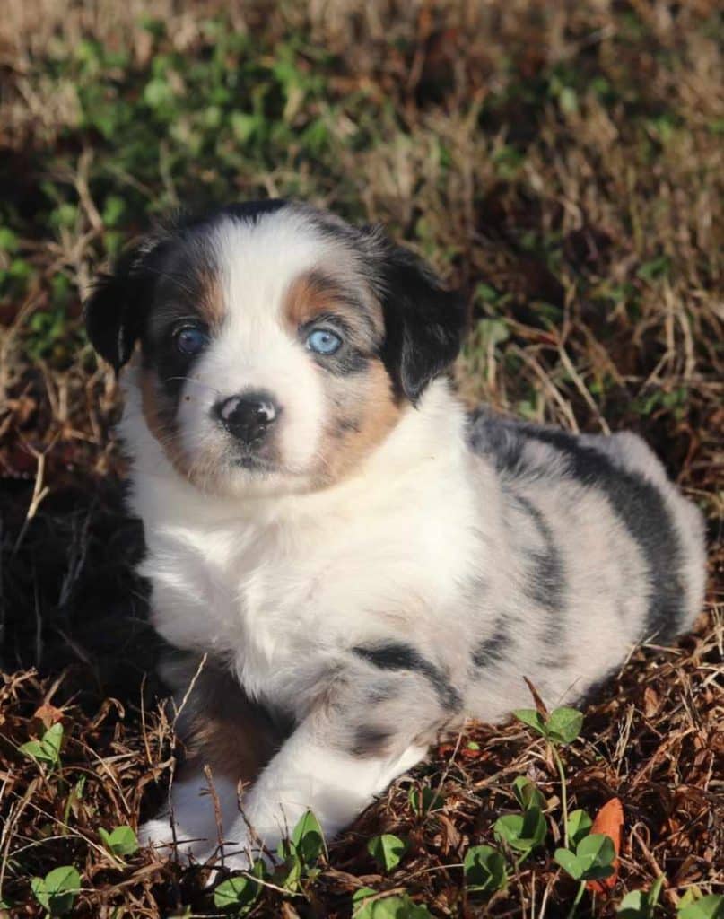 Available Puppies – Diamond AW Farm